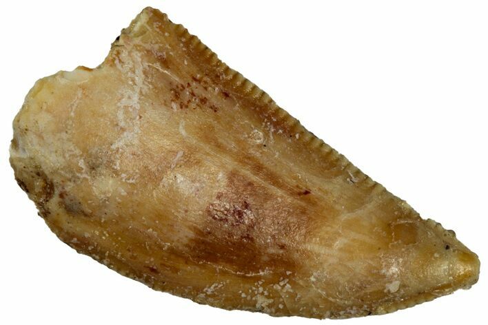 Serrated Raptor Tooth - Real Dinosaur Tooth #300918